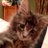BadMrKitti