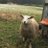TheTraderSheep