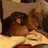 dachshundjax