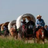 WagonTrain2