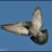 PigeonHawkofLA