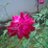 Bindu53432508