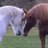 HorseSpotter