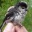 Long_Tailed_Tit