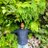 vaibhavmarathey