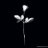 hosta_lavista