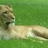 LionessPlanet