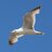 Cyber_Seagull