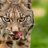 lynx01101