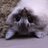 nyanmosh