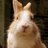 TheBettingBunny