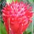 seastarurchin
