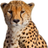 Speedy__Cheetah
