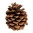 PineCone2021