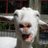 ProfGoat