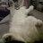 TheMinnieCat