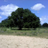 Briceoak