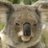 Koala_Rabioso_