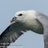 UK_Wildlife