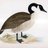 Eh_Canada_Goose