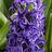 purple_flower9