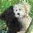 sherfordbear