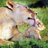 Mahesh86567802
