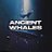ancientwhales_