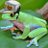 FroggersPog
