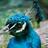 emmyloubird
