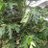 sathish382