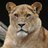 BigFatLion