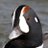 Opinion_Ducks