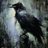 corvuzaudaz