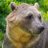 mancculturebear