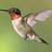 hummingbirdmom4
