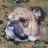 BullDawg762556