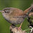 Orkneywren