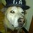 Perro_Gorra