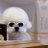 cool_chien