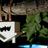 BatBogota