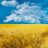 igor_lysiuk