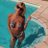 _Meli_P