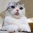 Quieroungatito