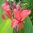 BeautifulRed7