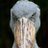 Dom_Birds