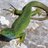 Wallygator_63