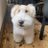 perro_de_remrd