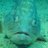 Deoxys667