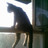 gato_tuitero
